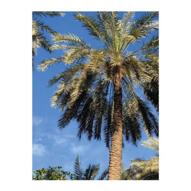 تحليل الفرص التسويقية لمنتجات التمور و مشتقاتها في المنطقة الشرقية بالمملكة العربية السعودية