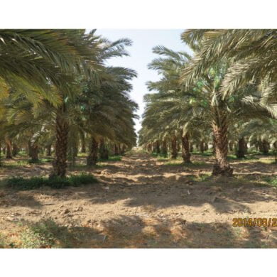 دراسة الجدوى الاقتصادية المبدئية لمشروع زراعة النخيل المجهول 2017