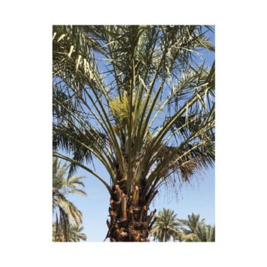 دراسة عن تطوير زراعة وانتاج وتصنيع وتسويق التمور السعودية 1984