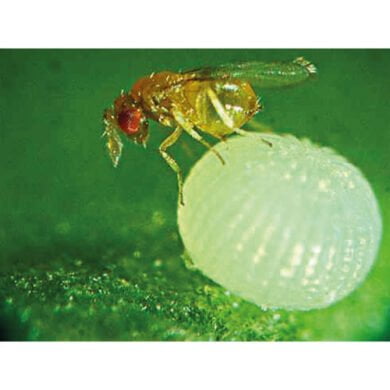 طفيليات الترايكوجراما كعناصر مكافحة حيوية