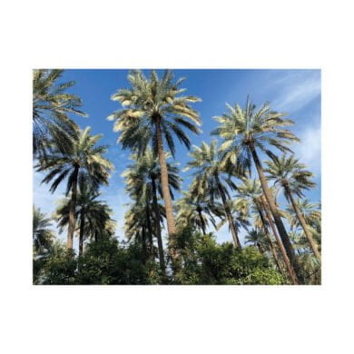 فتاوى في التمور والنخيل