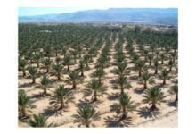 الزراعة تباشر بإنشاء مركز للنخيل والتمور للارتقاء بقطاع التمور في العراق وزيادة إنتاجيته