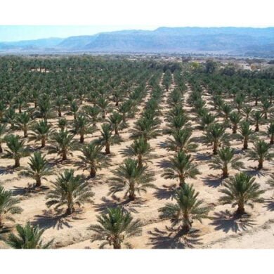 الزراعة تباشر بإنشاء مركز للنخيل والتمور للارتقاء بقطاع التمور في العراق وزيادة إنتاجيته