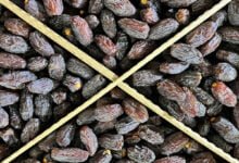 غذاء وظيفي ذكي.. التمر الأردني حاضر بقوة على مائدة الأردنيين