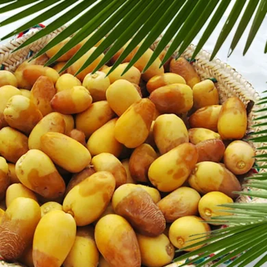 مفهوم الجني ومنها جني الرطب في القرآن الكريم