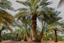 تشخيص أعراض الإصابة بسوسة النخيل الحمراء