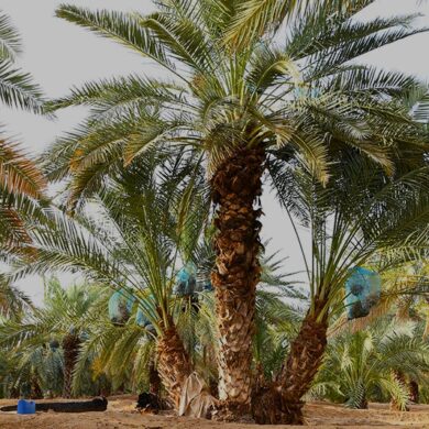 تشخيص أعراض الإصابة بسوسة النخيل الحمراء